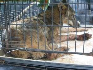 הזאבה שחולצה סמוך לגדר ההפרדה בגלבוע. לאחר השיקום תוחזר לטבע הזאבה שחולצה סמוך לגדר ההפרדה בגלבוע. לאחר השיקום תוחזר לטבע