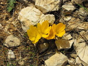 פריחת החלמונית. פריחת החלמונית.