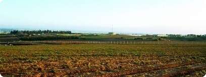 קרקעות
צילום: שוקי יוסף