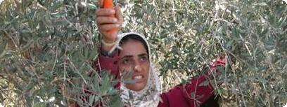 מסיק זיתים במוקד החיכוך. צילום:
רחיק רינאווי