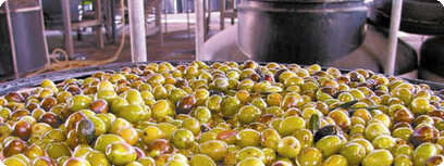 זיתים
צילום: דובי זכאי