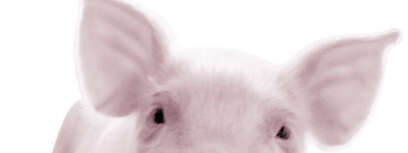 חזיר חמוד
מתוך האתר: goveg.com