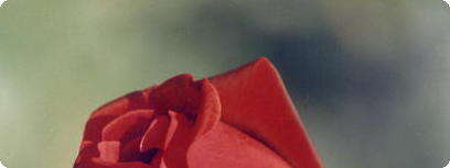 ורד.
צילום: ורד רוזנפלד