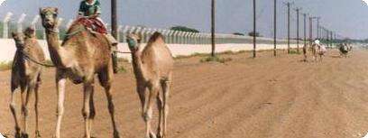 ילד במירוץ גמלים.
צילום מתוך האתר: Camelraces.com