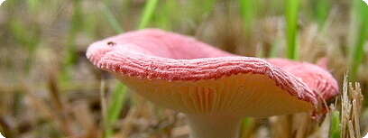 צילום: Isado, Flickr