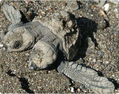 יורם מלכה יורם מלכה