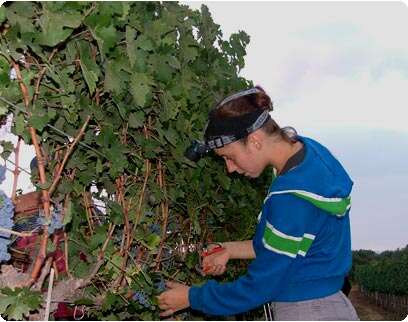 �����: ���� ����