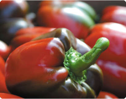 דניאל לילה דניאל לילה