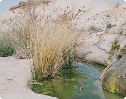 נחל עקב נחל עקב