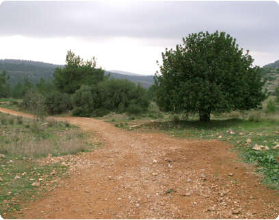 �����: ���� ���