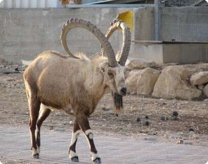 ���� ��������