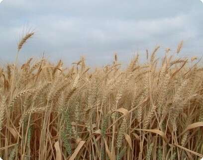 ���� ����