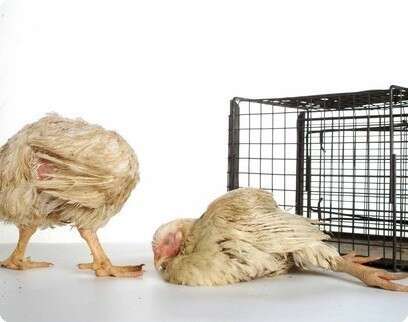 �����: ���� ���������