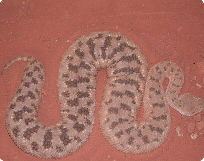 �''� ��� �����