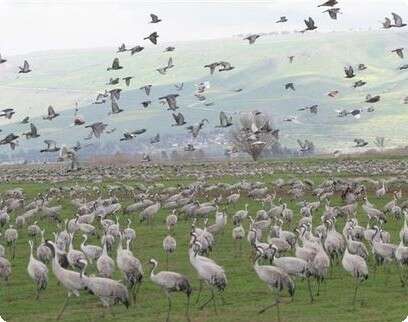 צילום: רפאל הרליך צילום: רפאל הרליך
