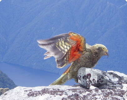 צילום: רועי חיים צילום: רועי חיים