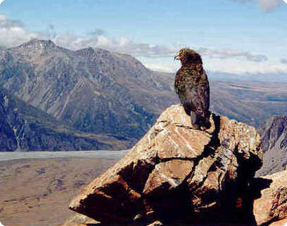 צילום: ניר רוטנברג צילום: ניר רוטנברג