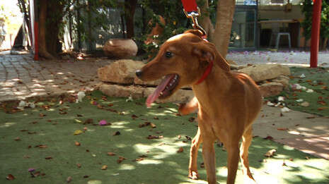 צילום: יוגב אטיאס; עריכה: תמי בנימין צילום: יוגב אטיאס; עריכה: תמי בנימין