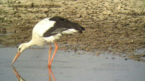 טירת צבי, הבוקר. צילום: לירון זיו, החברה להגנת הטבע טירת צבי, הבוקר. צילום: לירון זיו, החברה להגנת הטבע