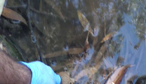 הצילום באדיבות רשות נחל הקישון הצילום באדיבות רשות נחל הקישון