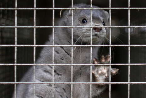 �����: ������