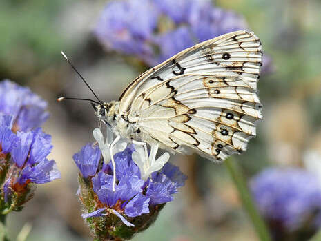 סטירית משוישת. צילום: ליאור אלמגור סטירית משוישת. צילום: ליאור אלמגור