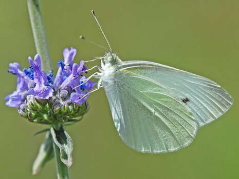 לבנין הצנון. צילום: ליאור אלמגור לבנין הצנון. צילום: ליאור אלמגור