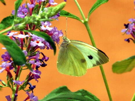 לבנין הכרוב. צילום: ליאור אלמגור לבנין הכרוב. צילום: ליאור אלמגור