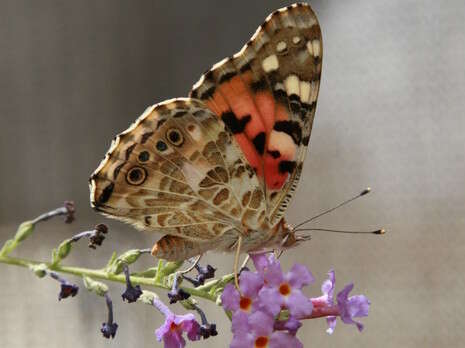 צילום: הגן הבוטני בירושלים צילום: הגן הבוטני בירושלים