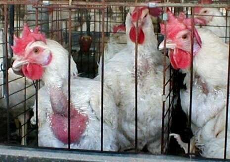 �����: ��������