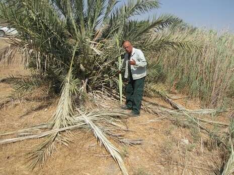 העצים שנפגעו. צילום: קק''ל העצים שנפגעו. צילום: קק''ל