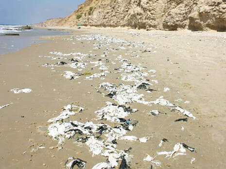 �����: ���� ����