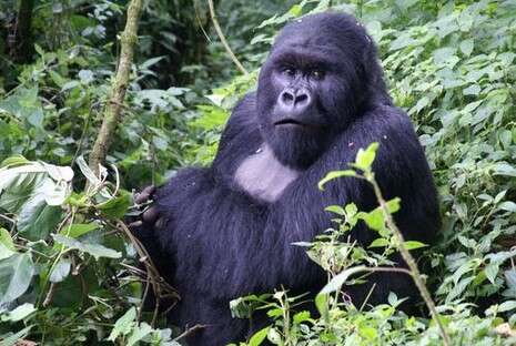 צילום: אי פי איי צילום: אי פי איי
