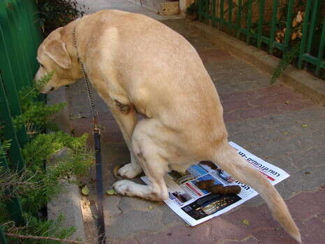 �����: ��� ���