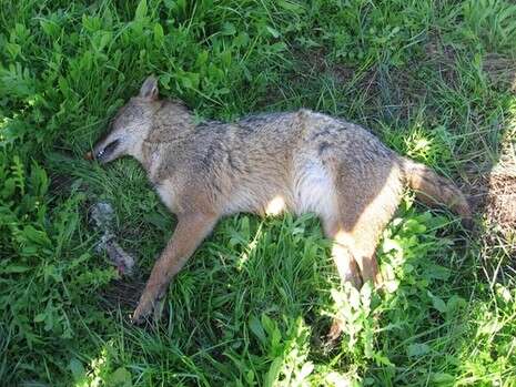 �����: ���� �����