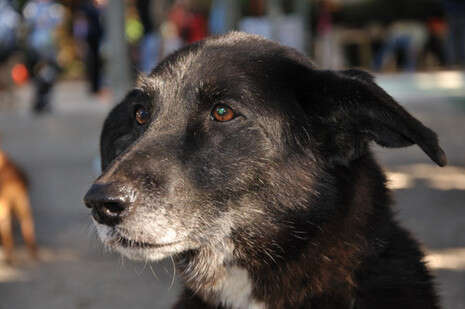 �����: SOS ����