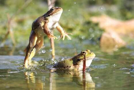 צילום: עמיר בלבן, החברה להגנת הטבע צילום: עמיר בלבן, החברה להגנת הטבע