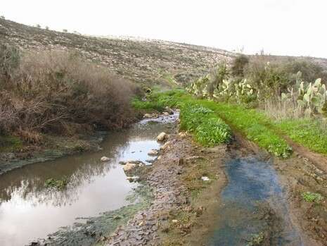 צילום: דרור אטקס - יש דין, ירוק עכשיו צילום: דרור אטקס - יש דין, ירוק עכשיו