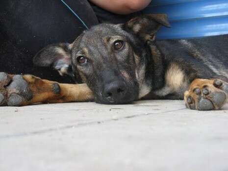 צילום: צער בע''ח רמת גן צילום: צער בע''ח רמת גן