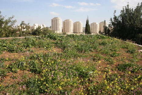 צילום: עמיר בלבן, החברה להגנת הטבע צילום: עמיר בלבן, החברה להגנת הטבע