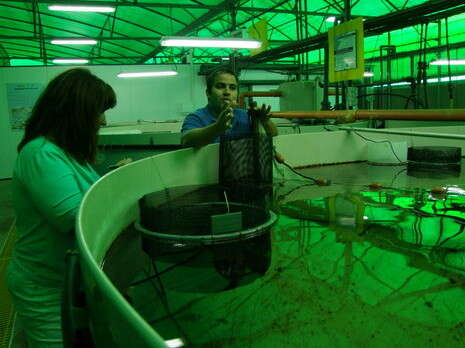 �����: ���� ����