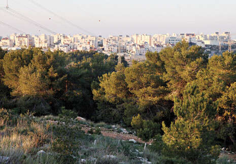 צילום: יוסי אלוני צילום: יוסי אלוני