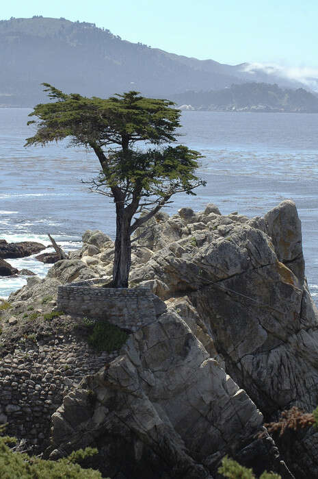 : ''