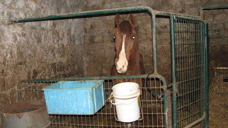 �����: ����� ��������, ���� �������