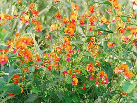 ����� ������� ���� ������