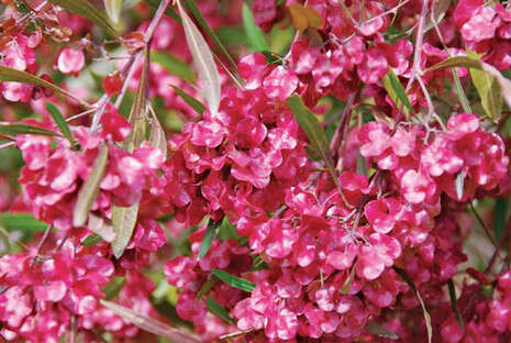 ����� ������� ���� ������