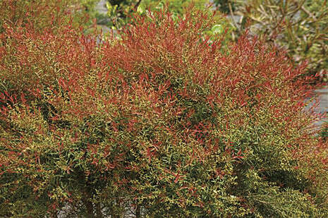 ����� ������� ���� ������