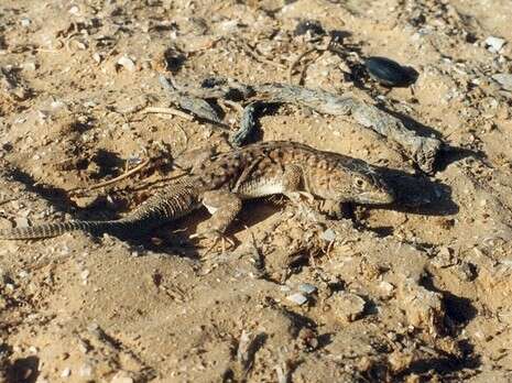 �����: ���� ���