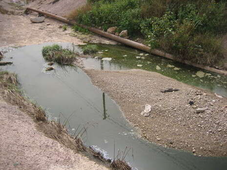 צילום: טל ליברגל צילום: טל ליברגל