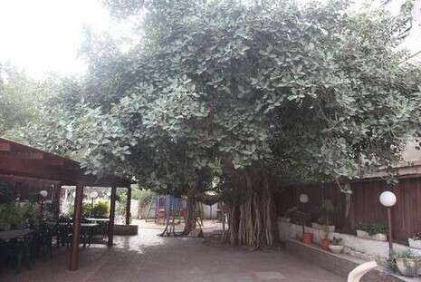 צילום: נאור רהב צילום: נאור רהב
